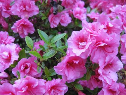 SJG • 5/20/13 –  Rhododendron ‘Rosebud’ • Azalea, Area C; FLOWERS