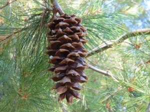 SJG • 7/31/15 - Pinus armandii x P. koraiensis; Korean Pine, Area O - mature, brown cone