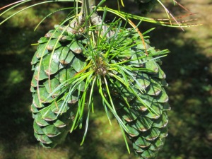 SJG • 7/31/15 - Pinus armandii x P. koraiensis; Korean Pine, Area O - young, green cone